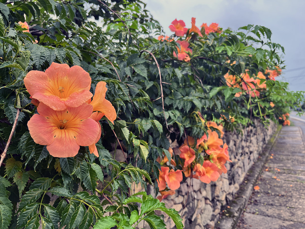 능소화가 핀 담장