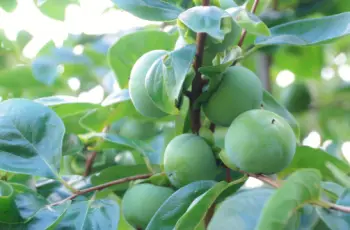 단감 효능&amp;#44; 단감 10kg 가격