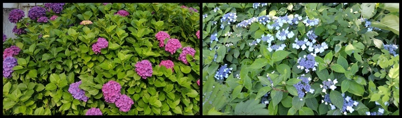 수국과-산수국-사진