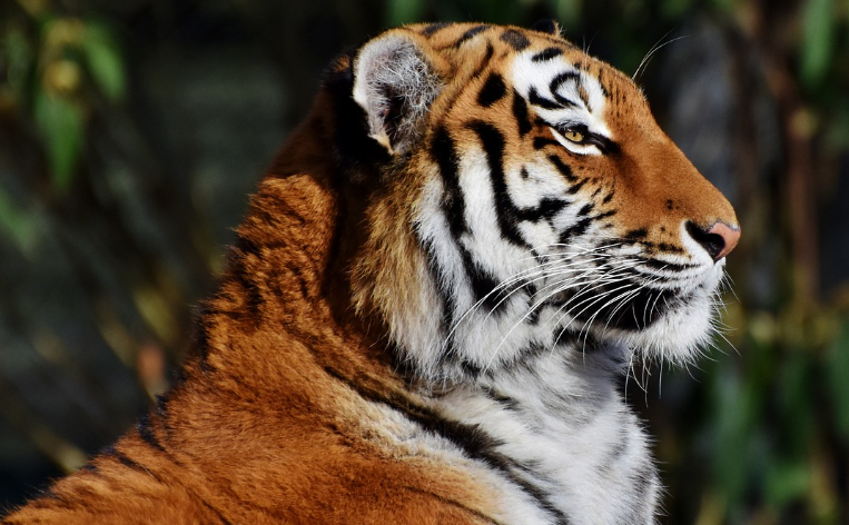 23년 호랑이띠운세