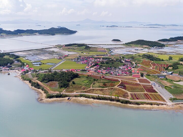 신안 섬 맨드라미 축제 일정