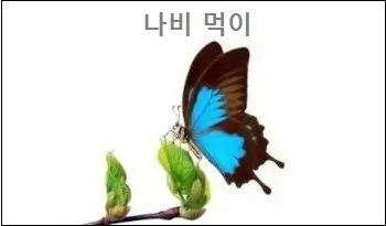 나비 먹이