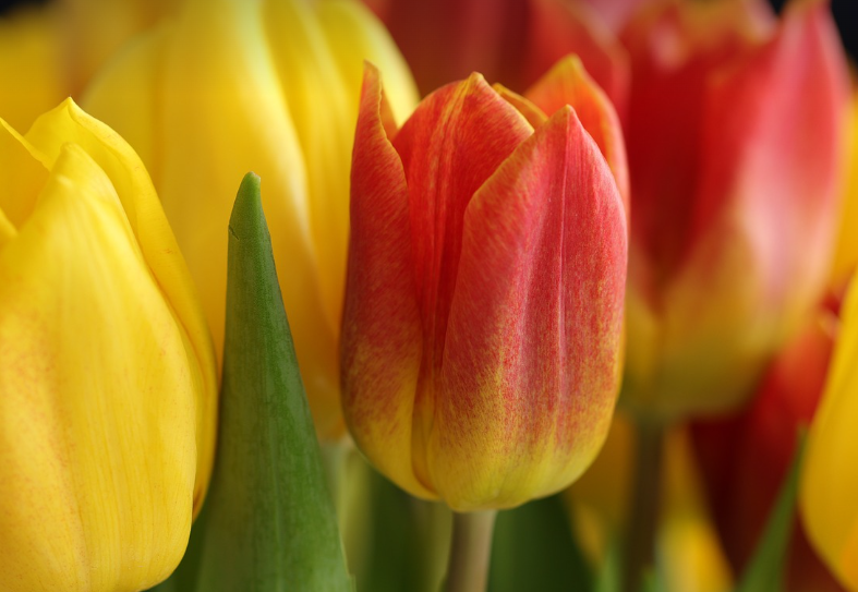 용인 에버랜드 튤립축제