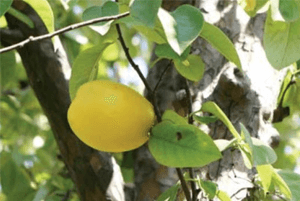 숙취해소효능05