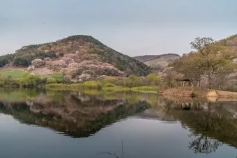 봄꽃 여행 성지 충남 서산 명소 BEST5_12