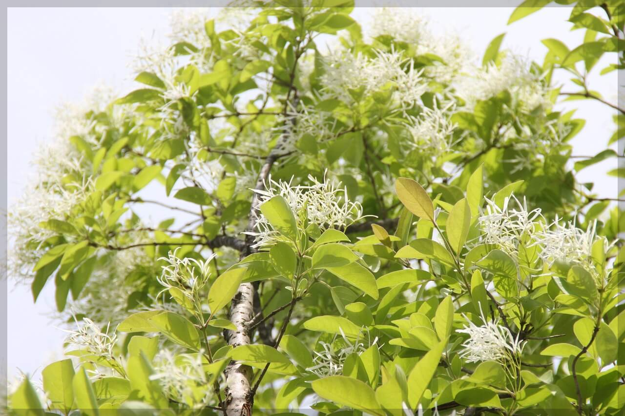 이팝나무 군락지 추천 명소 (best3)