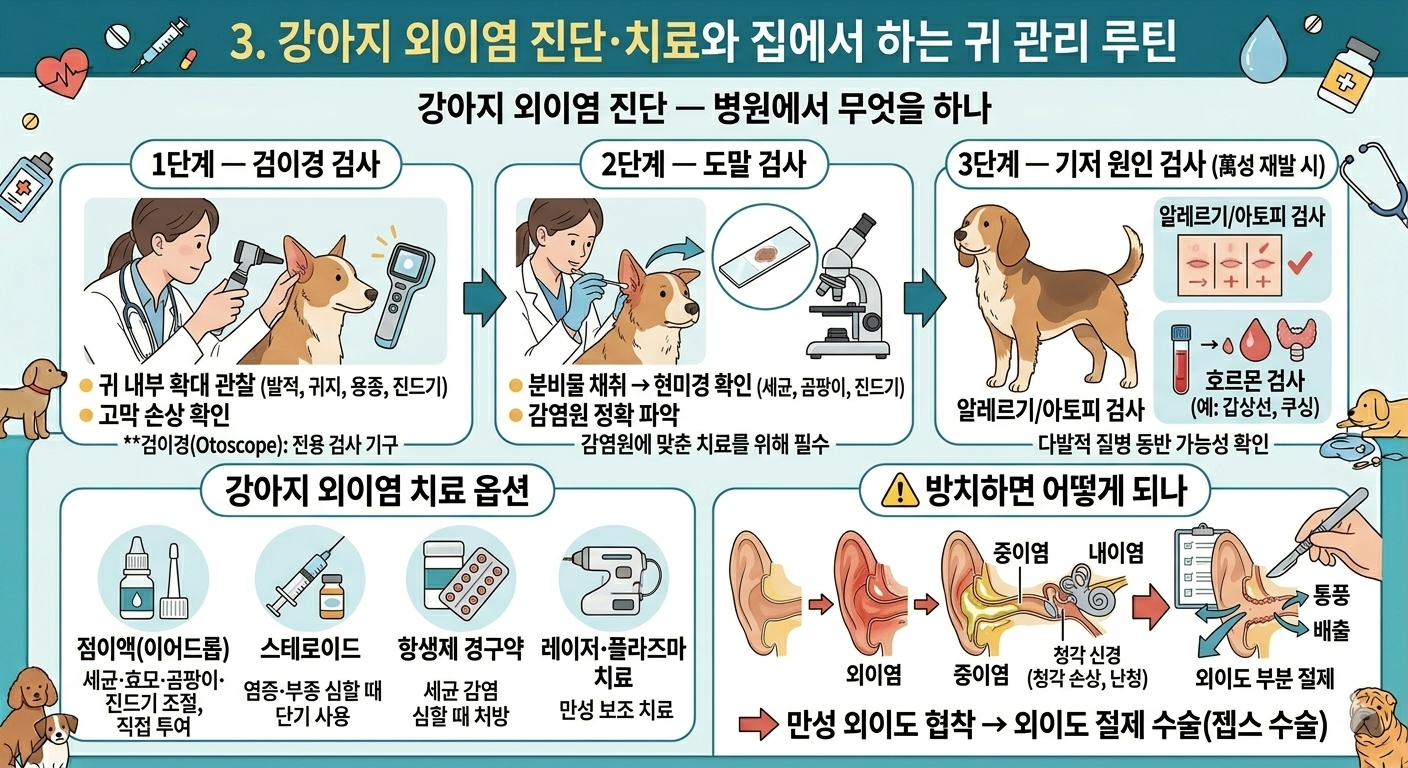 강아지 외이염 진단 및 치료
