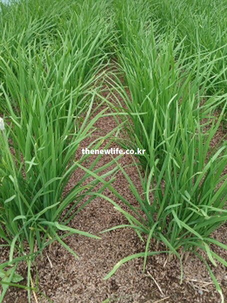 부추 효능 중 면역력 강화와 항산화 작용이 뛰어난 싱싱한 부추밭 재배 현장 실사진