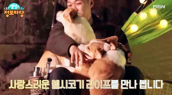 웰시코기 강아지 영상 유튜브 추천