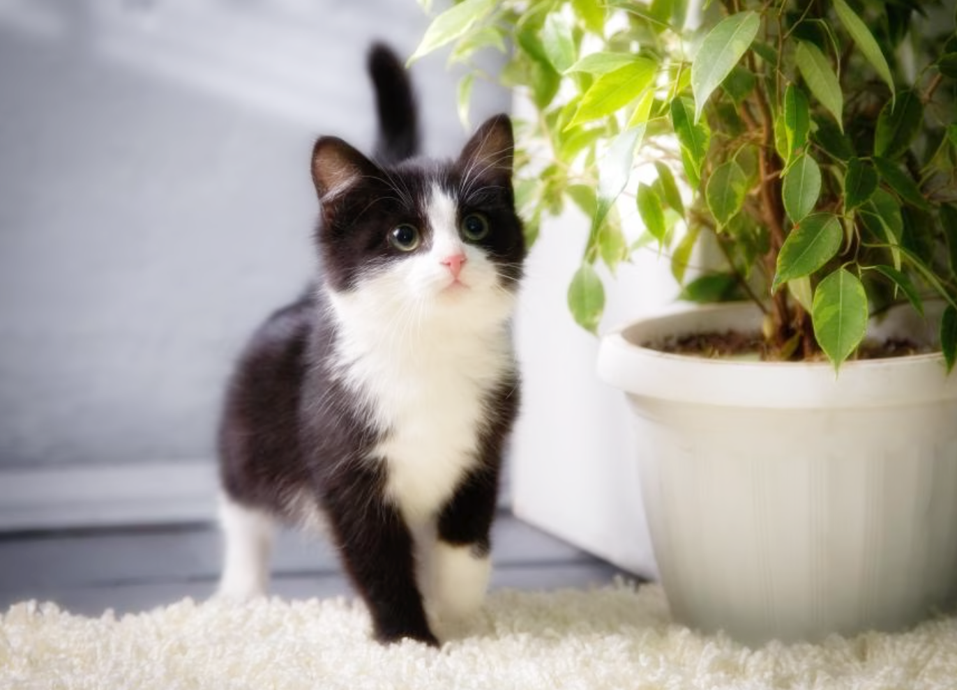 생후 단계별 고양이의 영양 요구량 완전 정리