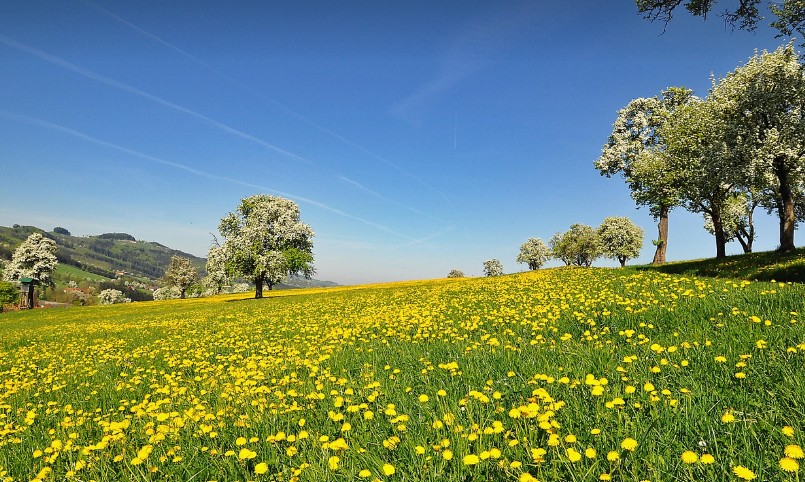 dandelion in the field in spring