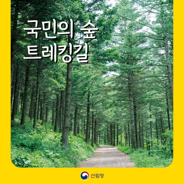 산림욕과 치유의 시간, 평창 국민의 숲 걷기여행 가이드