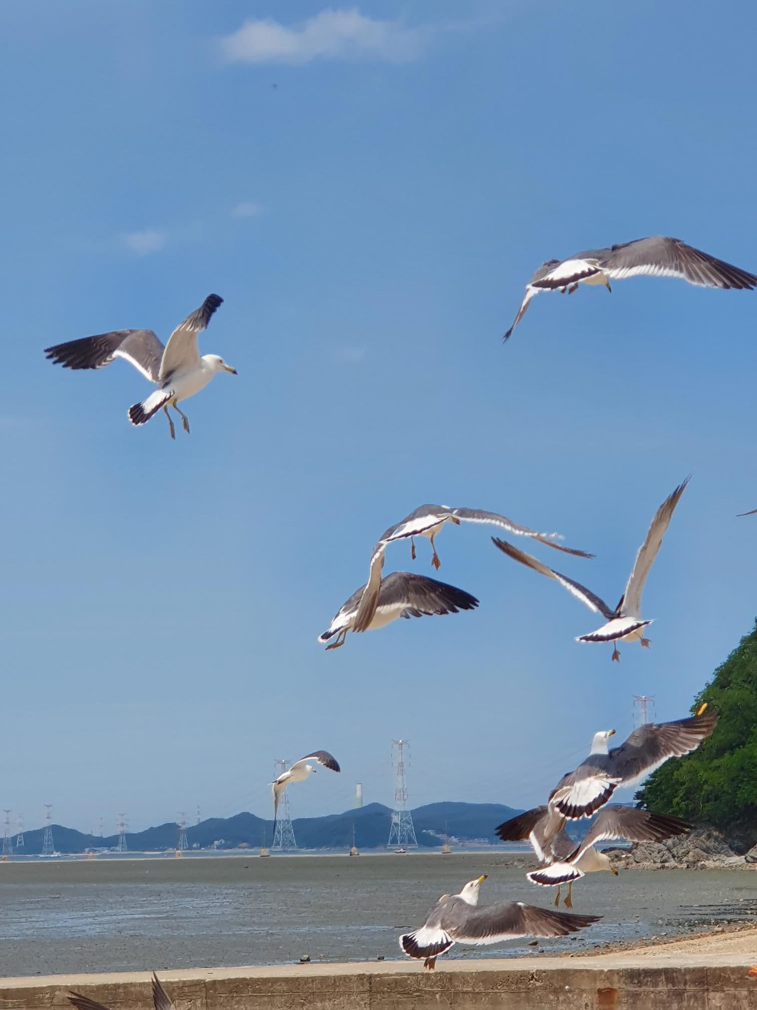뻘다방 앞 갈매기들