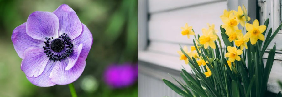 월별 탄생화 탄생화 꽃말