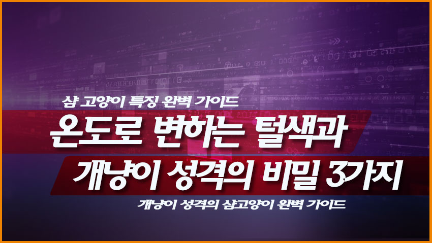 샴 고양이 특징 완벽 가이드