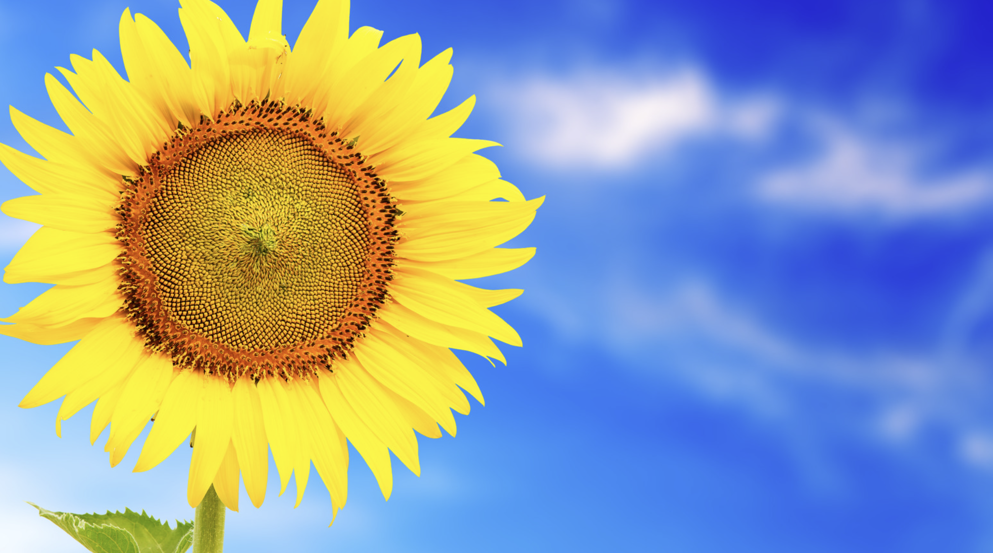 러브버그 자연 소멸 조건과 시기 예측