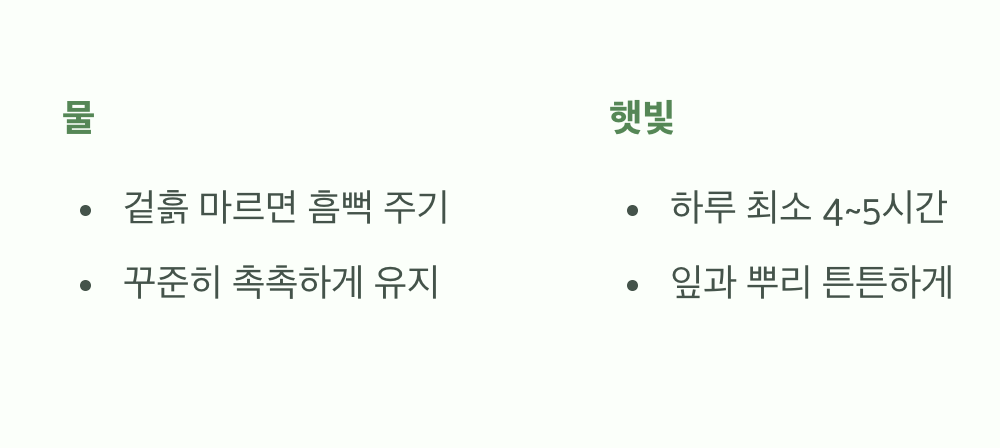 물과 햇빛&amp;#44; 가장 기본적인 관리