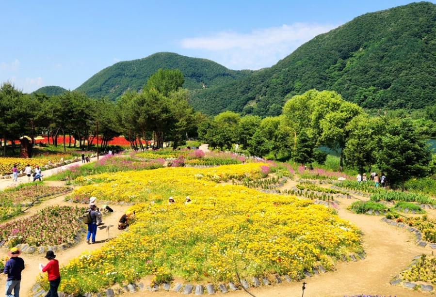 자라섬 꽃축제2