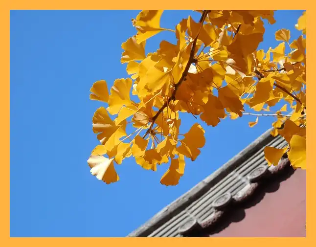 문광저수지 은행나무길