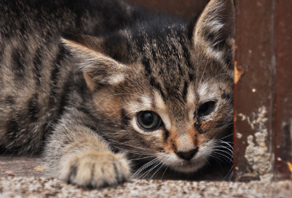 눈이 부어 있는 고양이.
