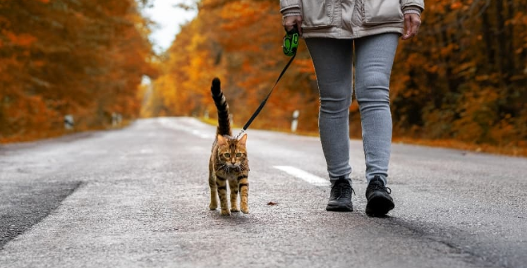 고양이 산책 훈련 이미지