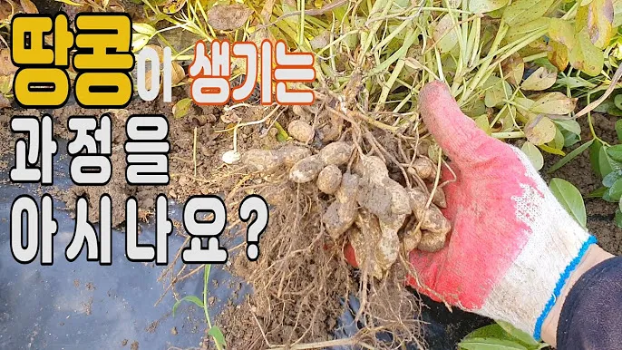 땅콩 재배 개화 후 흙 덮기 배수로 확보 칼슘 보충_8