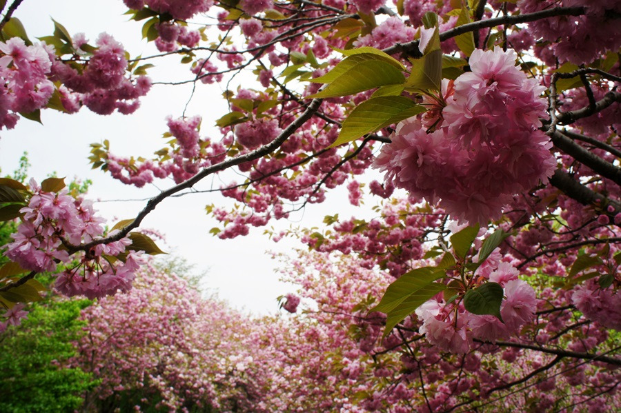 서산 문수사 겹벚꽃 / 사진출처=서산시