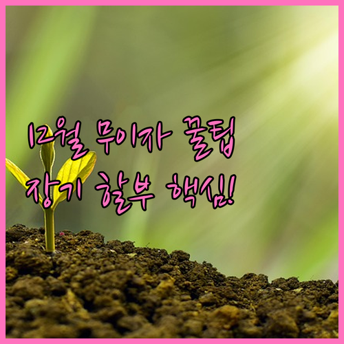 2025년 12월 카드사별 장기 할부..