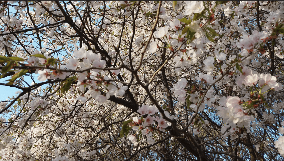 벚꽃 사진 무료