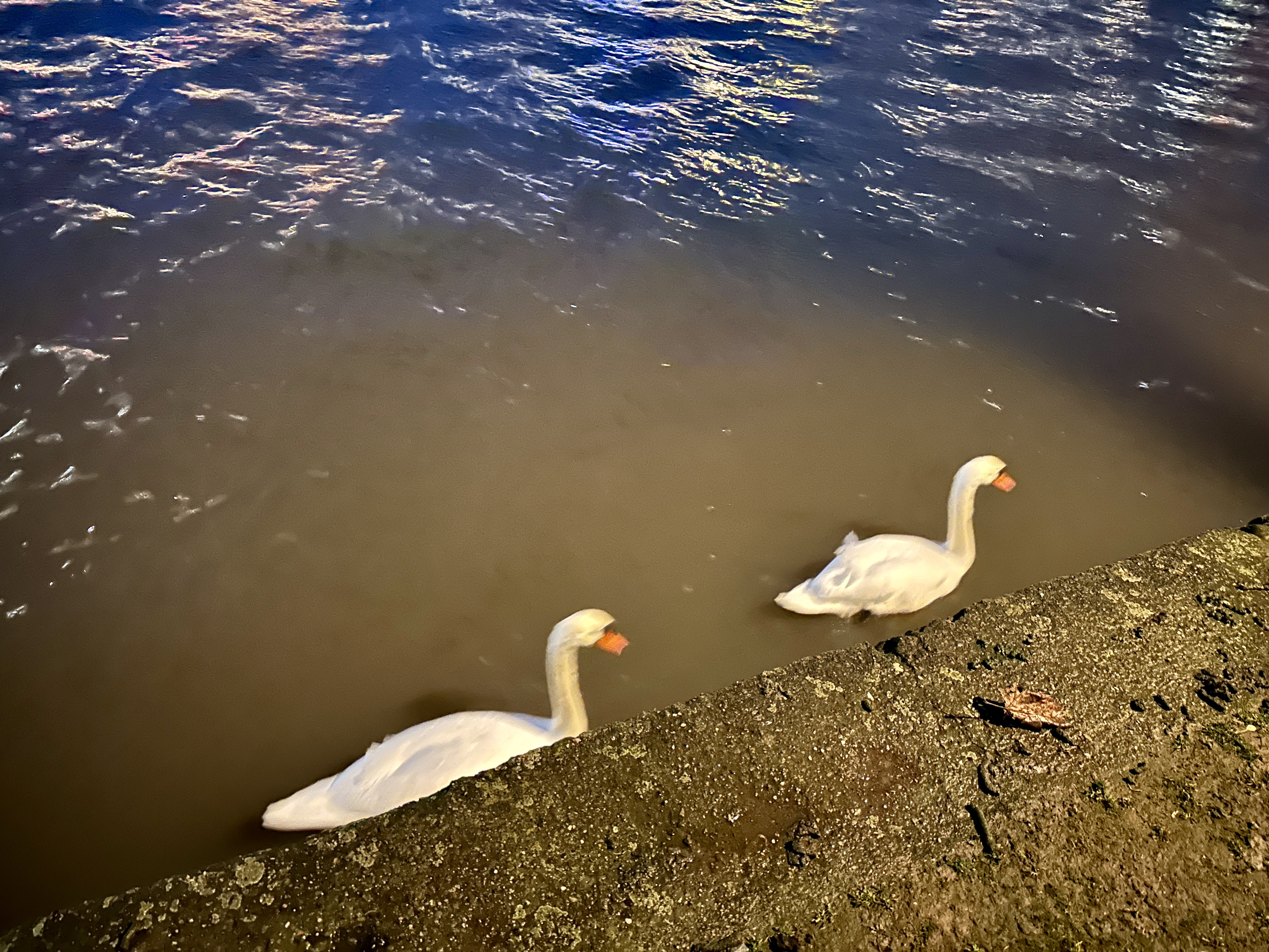 마인강의 거위들