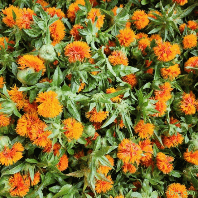 혈액순환에 효과적인 홍화꽃