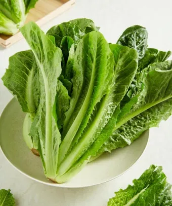 로메인 재배 재식 거리 통풍 확보 병해 줄이기_11