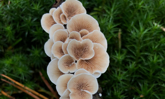 자연산 송이 버섯