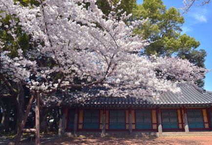 삼성혈벚꽃