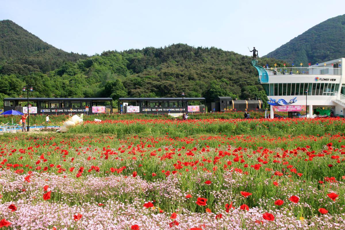하동 북천 꽃양귀비 축제