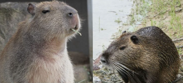 뉴트리아와 카피바라