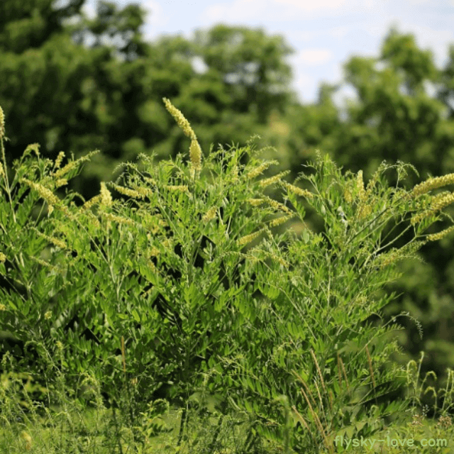 여드름에 좋은 고삼