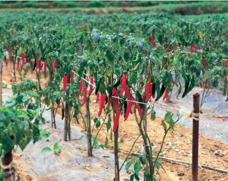 비타민C 많은 음식