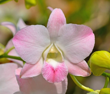 겨울 꽃 덴드로비움