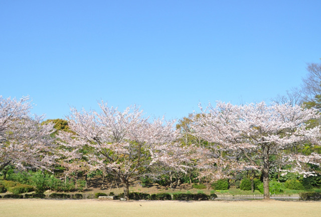 도쿄 벚꽃 명소