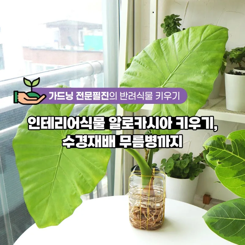 알로카시아 키우기 물주기 햇빛온도 관리 잎 크게 키우는 법_5