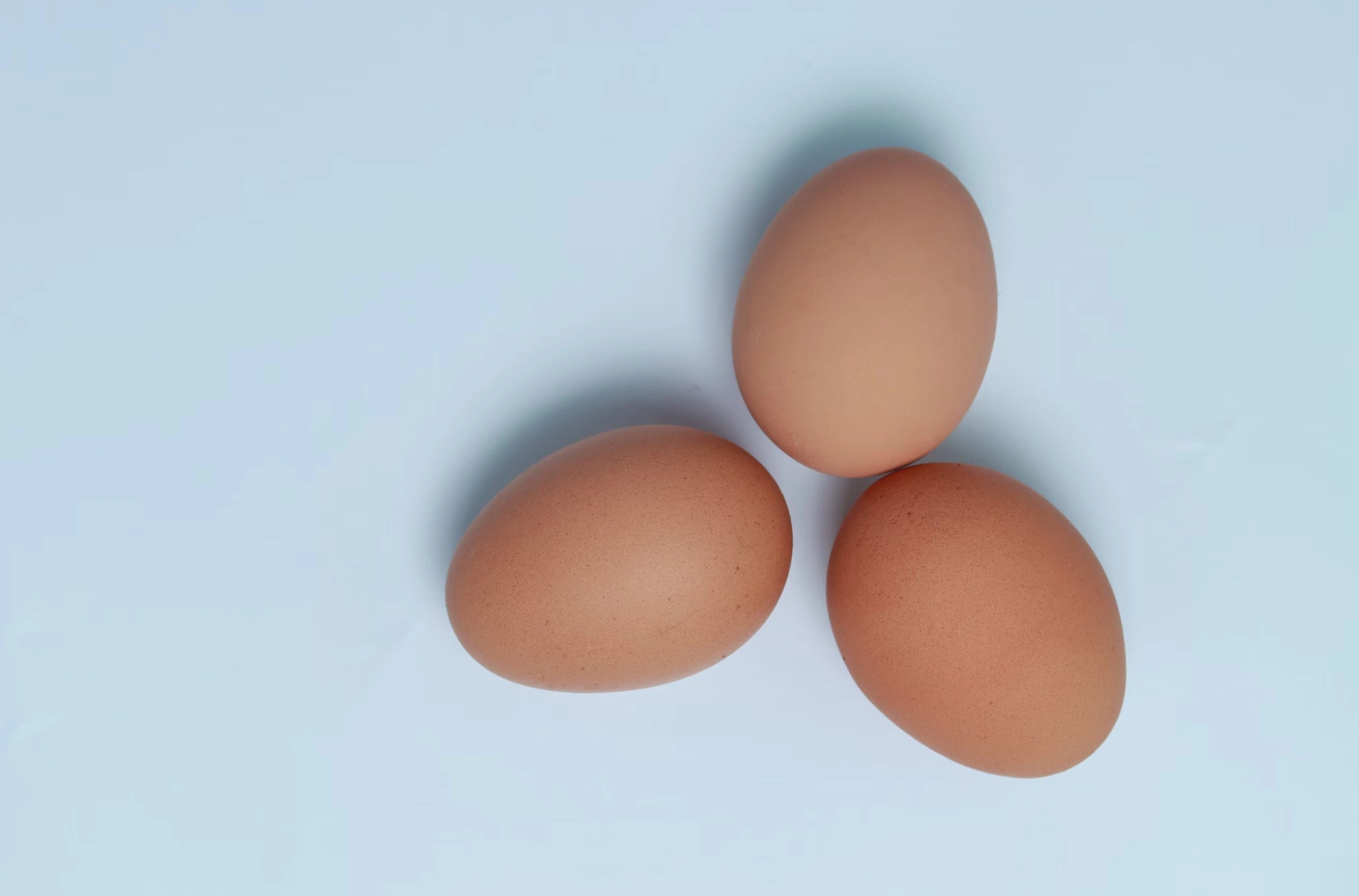 유정란 무정란 다른점