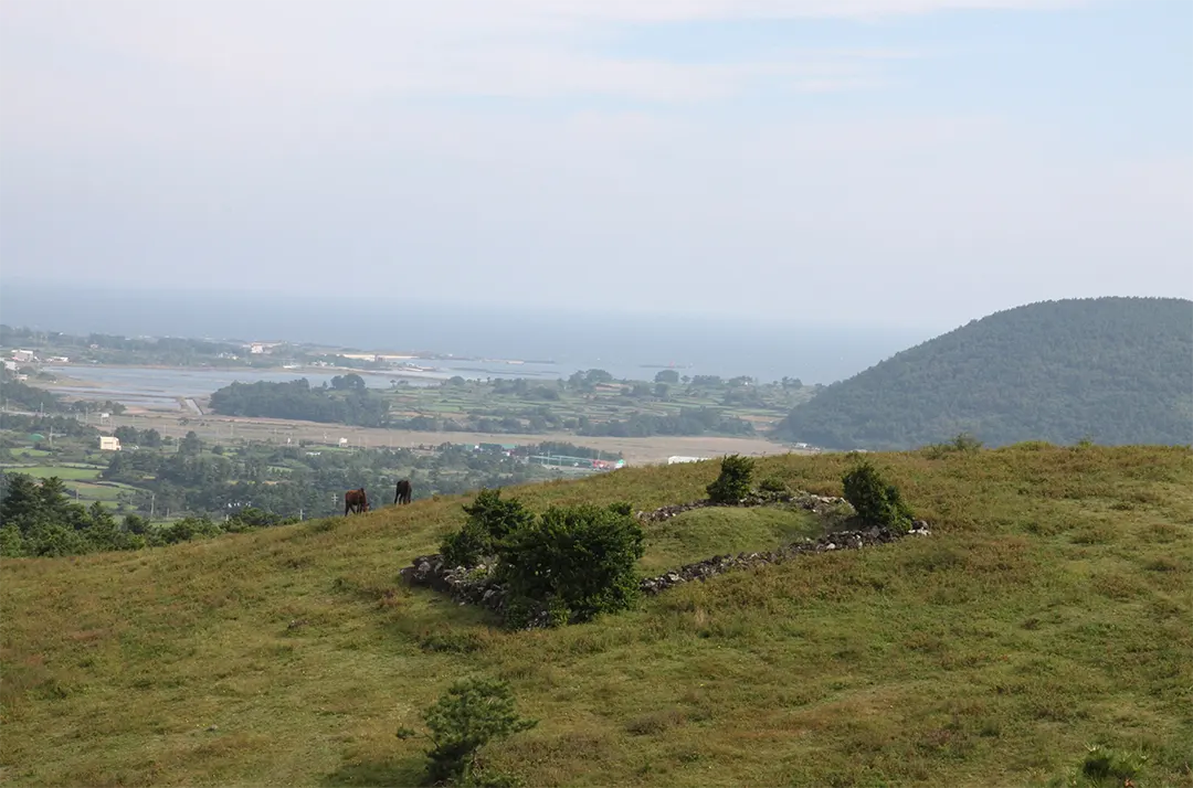 제주 올레길 1코스 알오름 정상