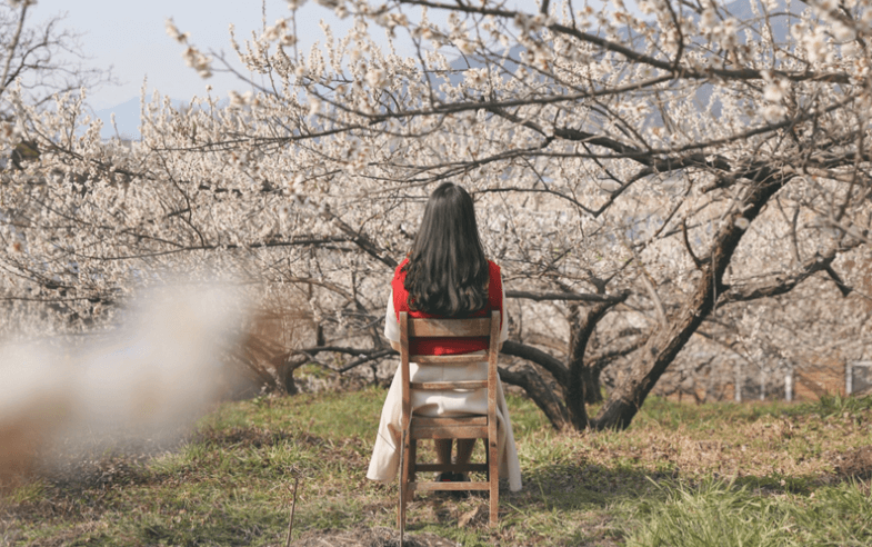 매화 축제 일정