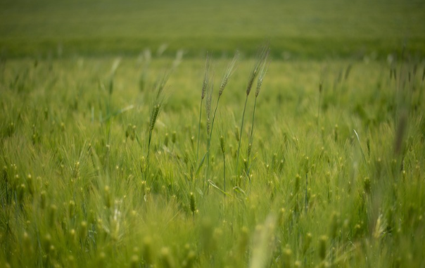 정선 속섬, 청보리밭