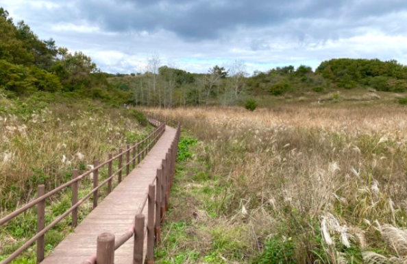 무장산의 억새 군락지