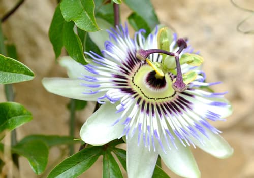 잠 잘오는 차 패션플라워