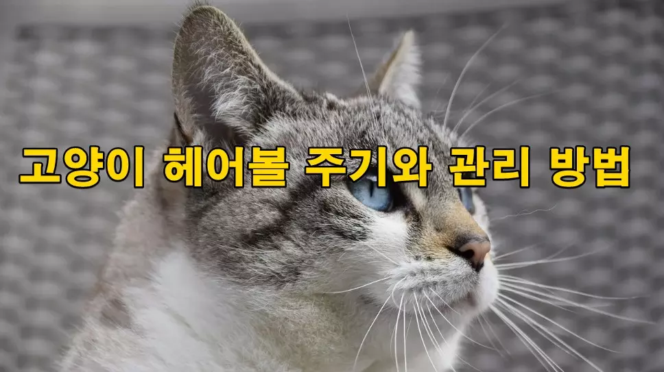 고양이 헤어볼 주기와 관리 방법