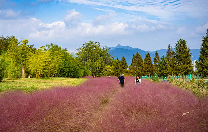 2025년 매화 개화 시기 전망 &ndash; 올해 개화 시점은?
