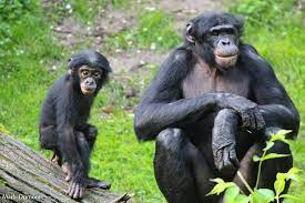 평화로운 영장류 보노보는 정말 평화로운 동물인가
